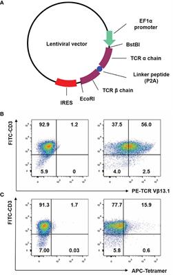 Synergistic Therapeutic Effects of Low Dose Decitabine and NY-ESO-1 Specific TCR-T Cells for the Colorectal Cancer With Microsatellite Stability